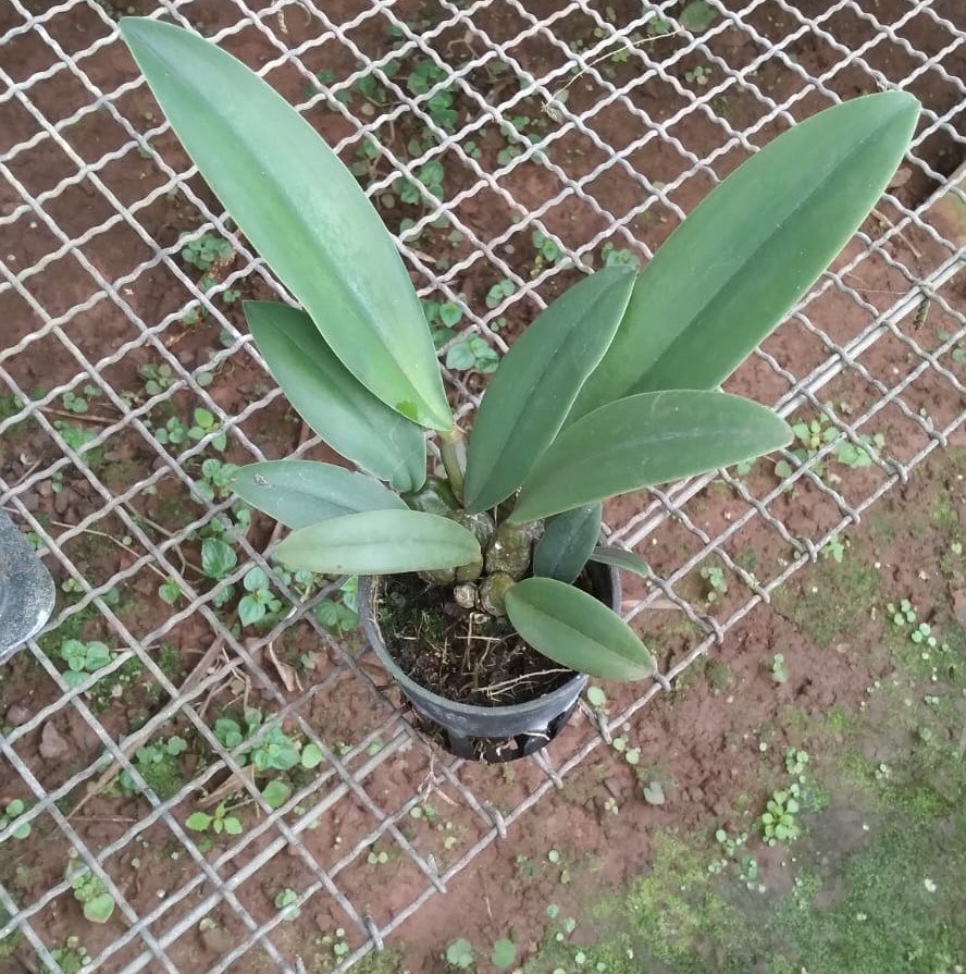 Bulbophyllum (phalaenopsis x frostii)