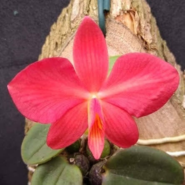 Orquídea Sophronitis brevependeculata - Orquiloja