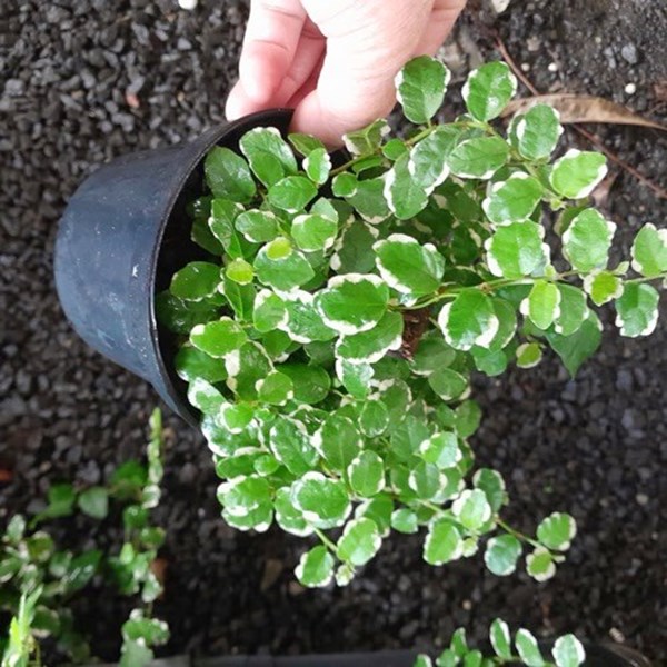 Folhagem Hera unha de gato variegata (Ficus pumila "White Sunny")