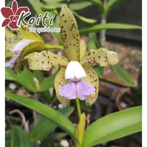 Orquídea Cattleya Guttata coerulea - Adulta