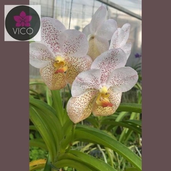 Orquídeas Vanda Boonyarit Diamond
