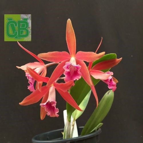 Orquídea Laelia(purpurata Flamea X Briegeri) - S6988 - Orquiloja