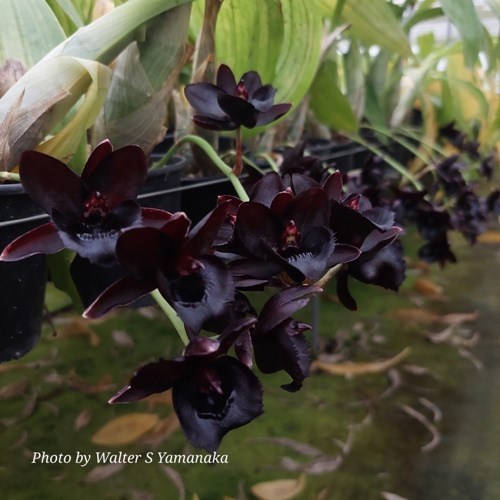 Fredclarkeara Kelly Longley 'Black' - ADULTO