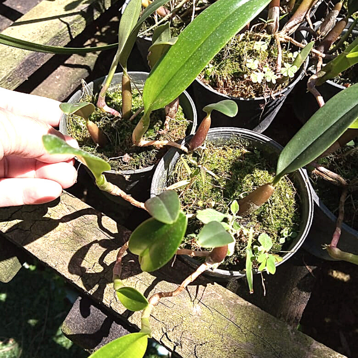 Orquídea Bulbophyllum ambrosia