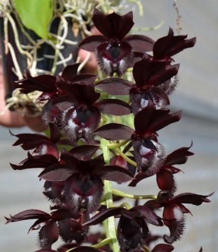 Fredclarkeara Mindnight Lace - Adulto