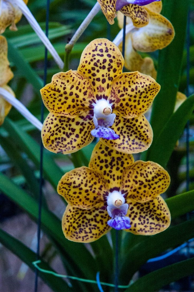 Kit - 4 Mudas De Orquídea Vanda