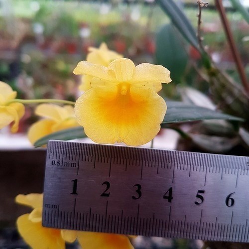 Orquídea Dendrobium agregatum  Plantas Adultas Amarelo Ouro!
