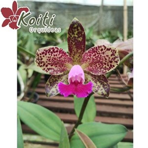 Orquídea Cattleya Akimi Haneda x Cattleya Leopoldii - Com espata