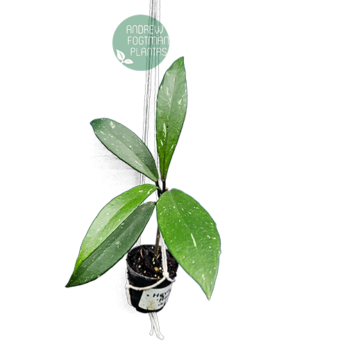 Combo de flores de cera nº 8 mudas enraizadas no pote nº 6