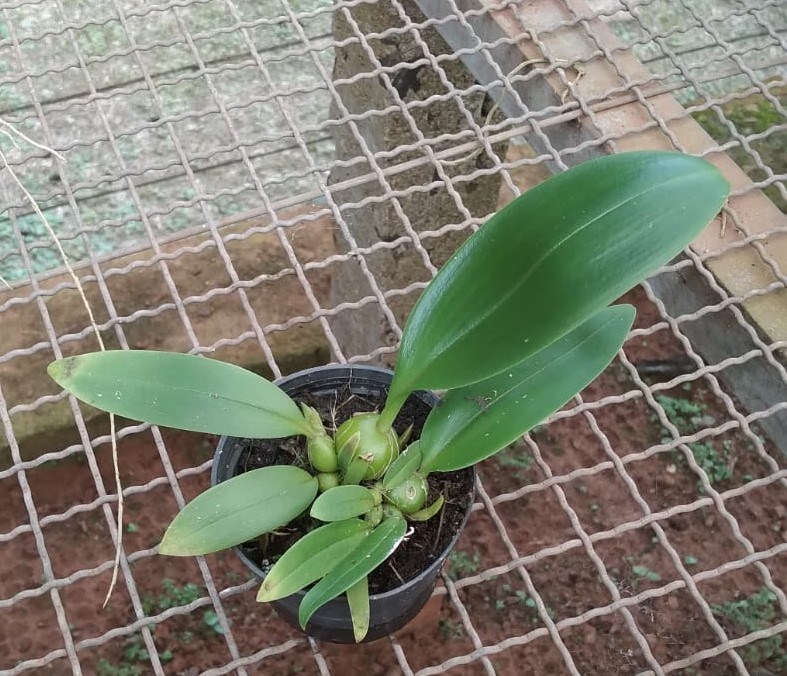 Bulbophyllum (smitinandii x facetum)