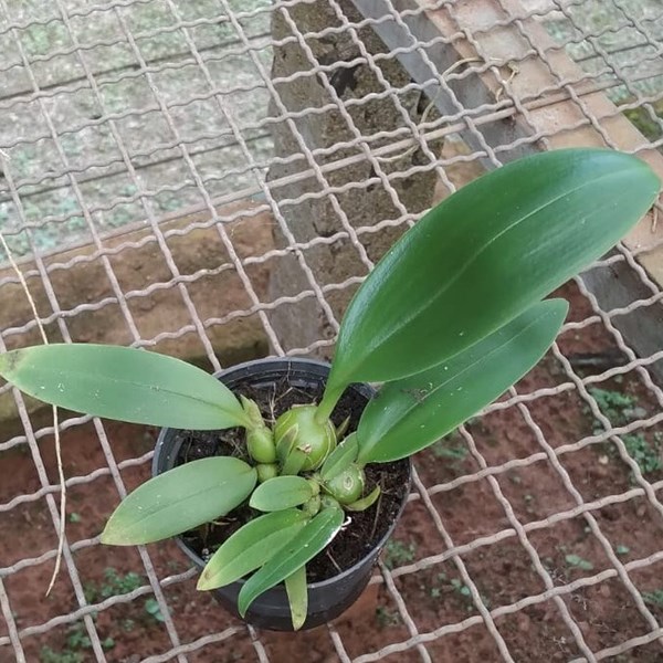 Bulbophyllum (smitinandii x facetum)