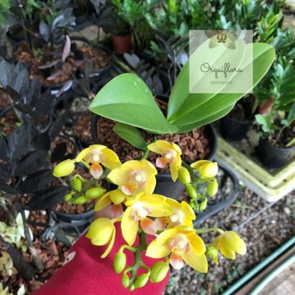 Orquidea Phalaenopsis Joy Spring La Paz Planta Rara Importada