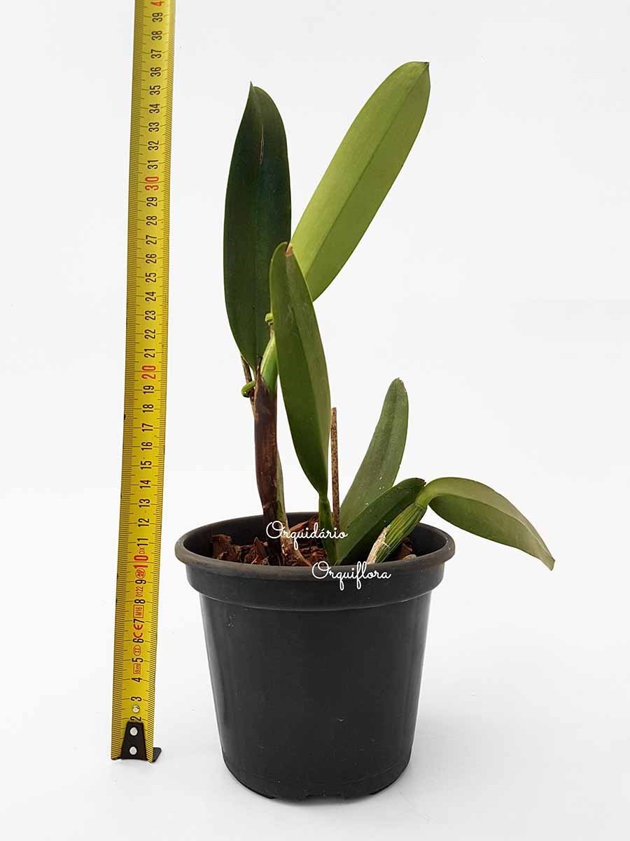 Muda Orquídea Cattleya Blc. Goldenzelle Flor Amarela