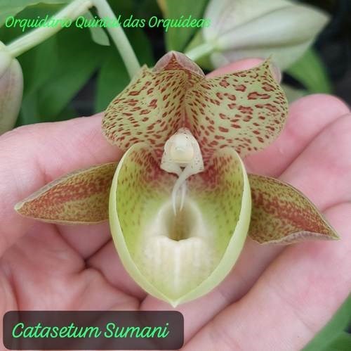 Catasetum Sumani - ADULTO 