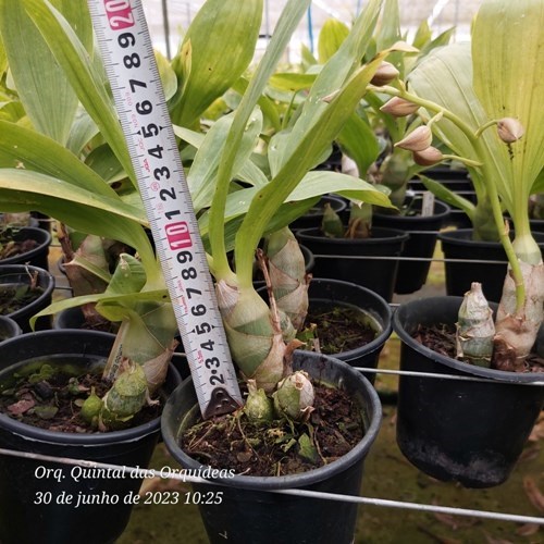 Cycnodes Jumbo Empire - Adulto