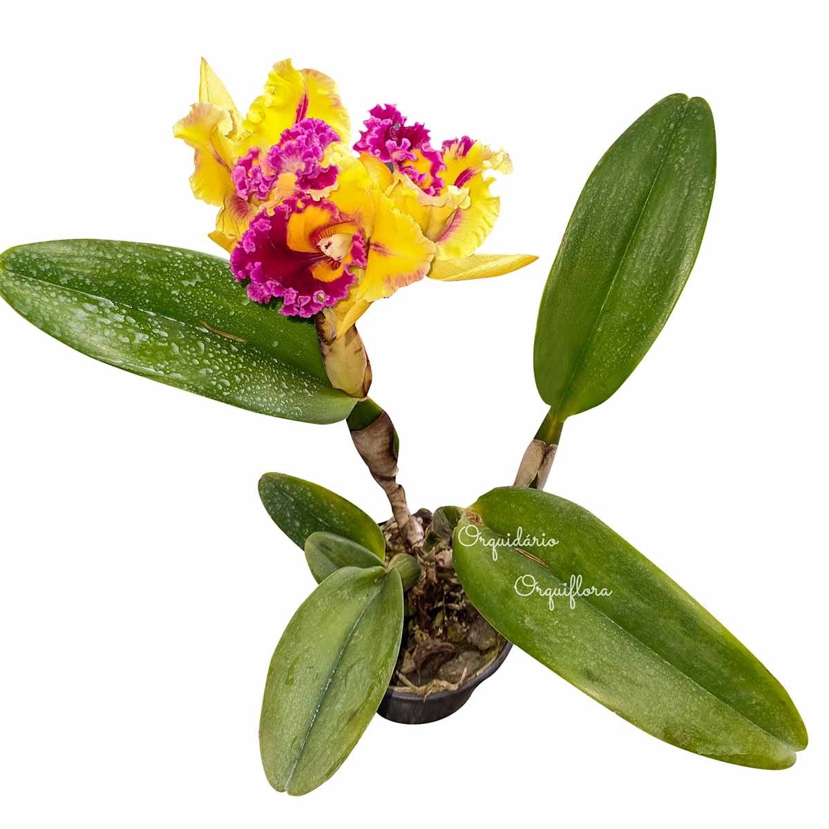 Orquídea Cattleya Flor Amarela Planta Adulta