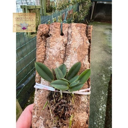 Orquídea Sophronitis brevependunculata 4x self