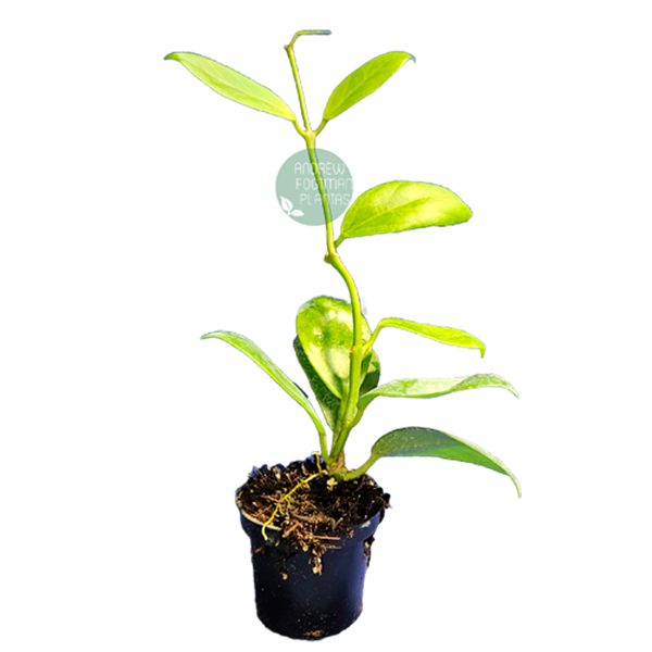 Flor de cera Hoya obscura - muda enraizada no pote nº 6