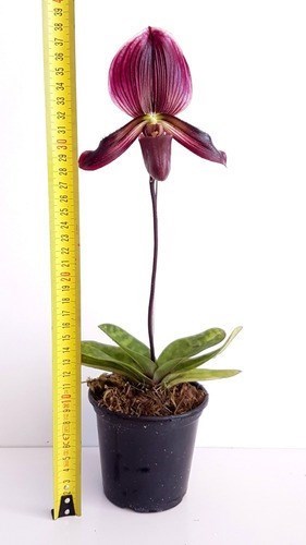 Orquídea Rara Sapatinho Paphiopedilum maudiae Black Jack