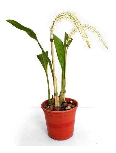 Orquídea Dendrochilum glumaceum ! Planta Adulta ! Com Vaso