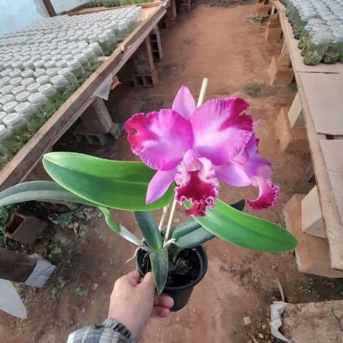 Cattleya intermedia x Slc. Mae Hawkins x Slc. Dizac