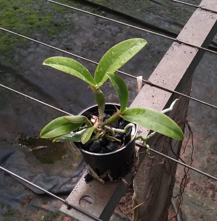 Cattleya violacea s/alba flamea