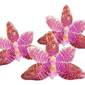 Orquídea Phalaenopsis lueddemanniana Planta Espécie Adulta
