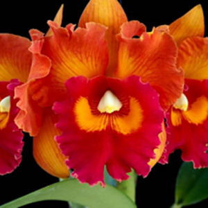 Orquídea Cattleya Rlc. Nakornchaisri Delight
