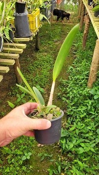 Hoffmannseggella gracilis