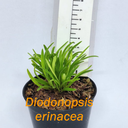 Orquídea Diodonopsis erinacea (ex-Masdevallia erinacea)