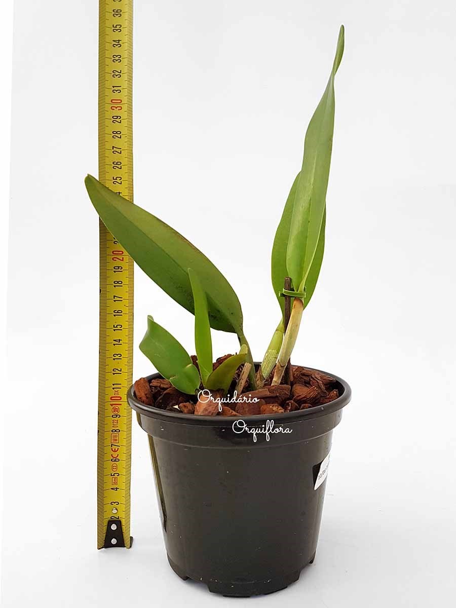 Muda Orquídea Cattleya Blc. Chunyeah Flor Amarela