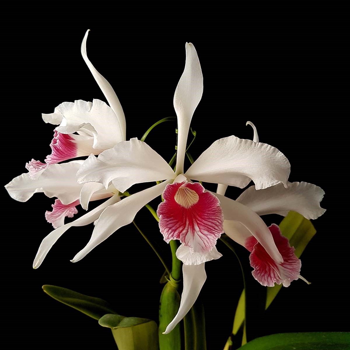 Orquidea Laelia purpurata carnea Planta Adulta Que Já Floriu