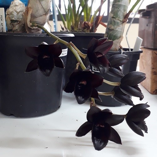 Fredclarkeara After Dark 'SVO Black Pearl' - Tamanho T2