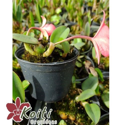 Orquídea Sophronitis brevipedunculata - Adulta