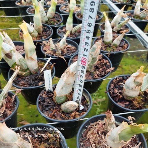 Catasetum Broga Black Leopard - Adulto