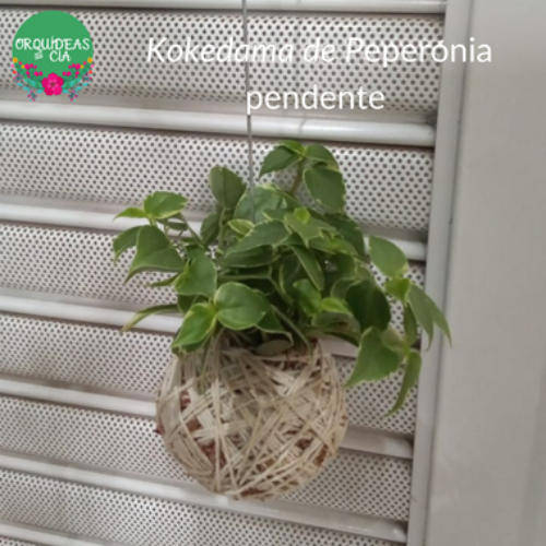 Kokedama de Folhagem Peperonia pendente