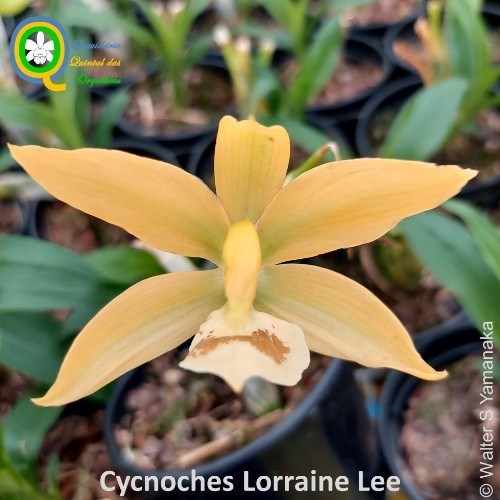 Cycnodes Lorraine Lee - Adulto