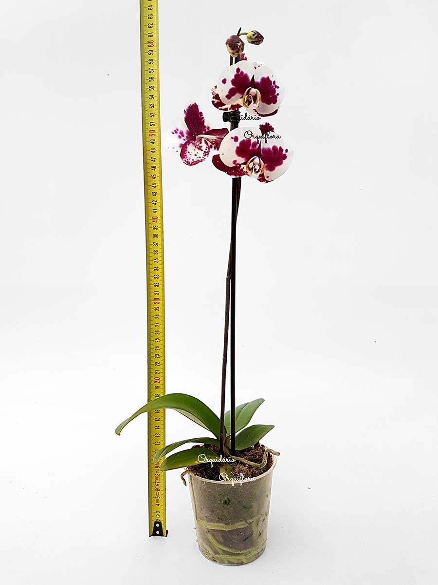 Orquídea Phalaenopsis Dalmata Planta Adulta Flor Pintalgada