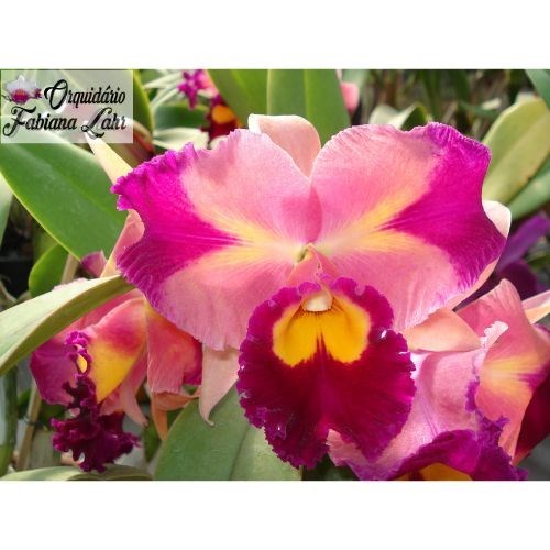 Orquídea B.L.C. Chinese Beauty ''Hwei Chu'' (jovem)