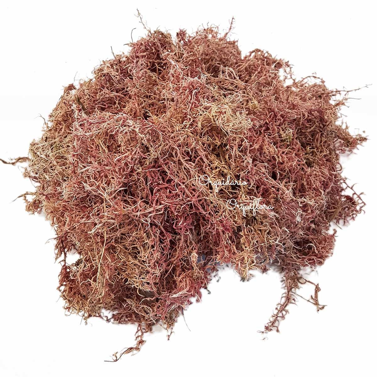 Musgo Sphagnum 4 Litros Substrato Para Plantas E Orquídeas