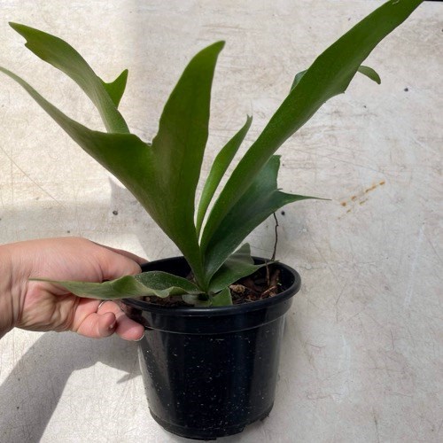 Folhagem Chifre-de-Veado (Platycerium bifurcatum)