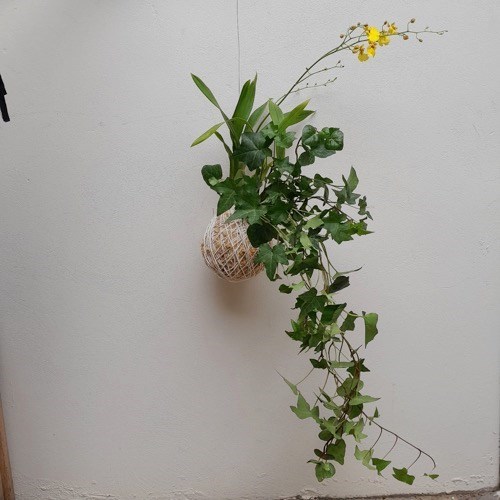 Kokedama duo Chuva de ouro com Hera estrela (Oncidium aloha)