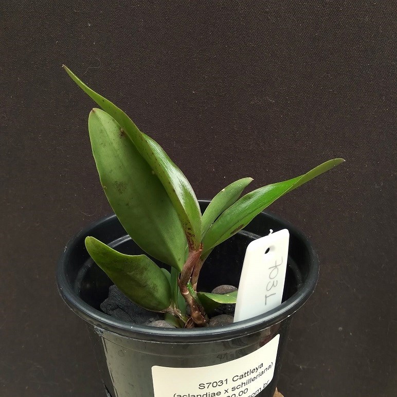Cattleya (aclandiae x schilleriana)