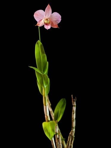 Orquidea Dendrobium (denphal) Kiko Orange!! Super Promoção!!