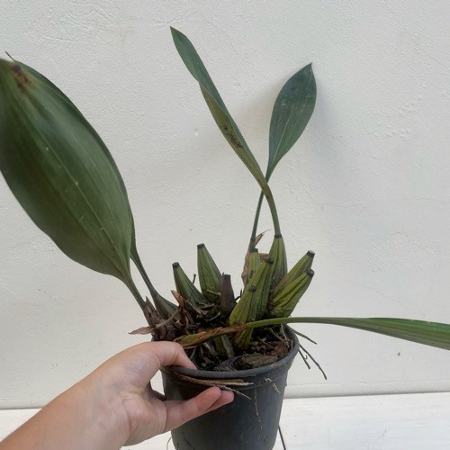 Orquídea Bifrenaria harrissoniana