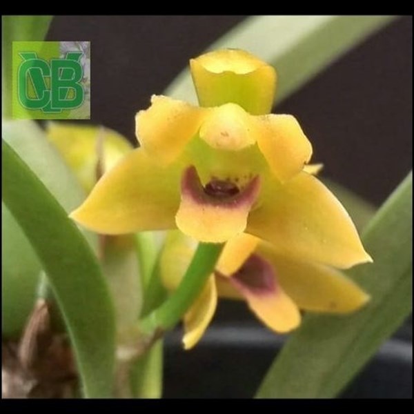 Orquídea Maxillaria variabilis amarela - D3420 - Orquiloja