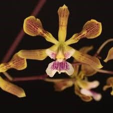 Orquídea Encyclia oncidioides x randi