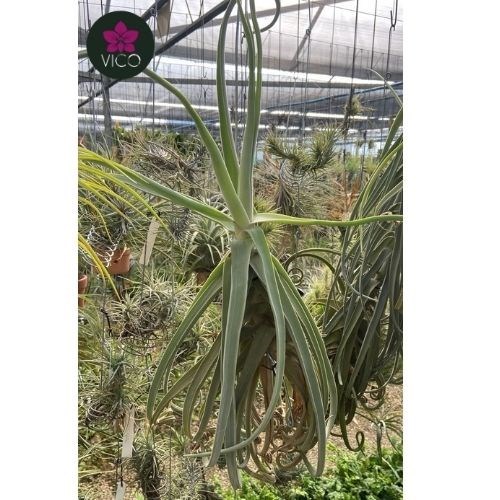 Tillandsia Duratii "Visiani"