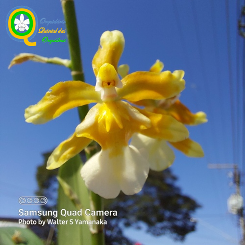 Oncostele Hilo Firecracker Lucky Strike - Adulto