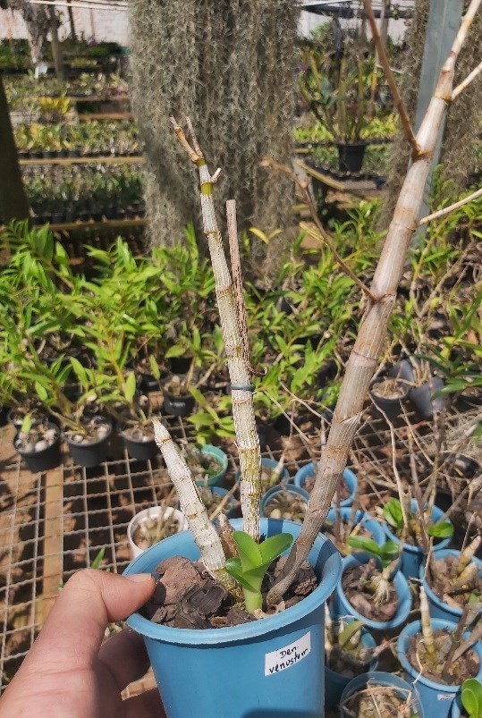 Orquídea Dendrobium venustum